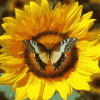 Butterfly Sunflower Blossoms Diamond Painting