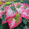 Caladium Vibrant Leaves Diamond Painting