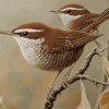 California Wren Birds Diamond Painting