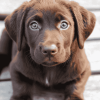 Chocolate Labrador Puppy Diamond Painting