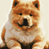 Chow Chow Dog Diamond Painting