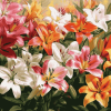 Colorful Lily Blossoms Diamond Painting