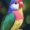 Colorful Quaker Parrot Diamond Painting