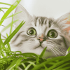 Cute Kitty Plant Diamond Painting