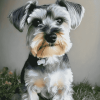 Cute Miniature Schnauzer Puppy Diamond Painting