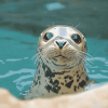 Cute Sea Animals Seal Diamond Painting