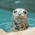 Cute Sea Animals Seal Diamond Painting