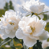 Cute White Peony Blossoms Diamond Painting