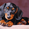 Dachshund Miniature Puppies Diamond Painting