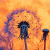 Dandelion Silhouette Sunset Diamond Painting