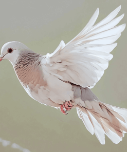 Diamond Dove Bird Diamond Painting