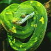 Emerald Snake Reptile Diamond Painting