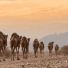 Ethiopian Camels Landscape Diamond Painting