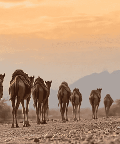 Ethiopian Camels Landscape Diamond Painting