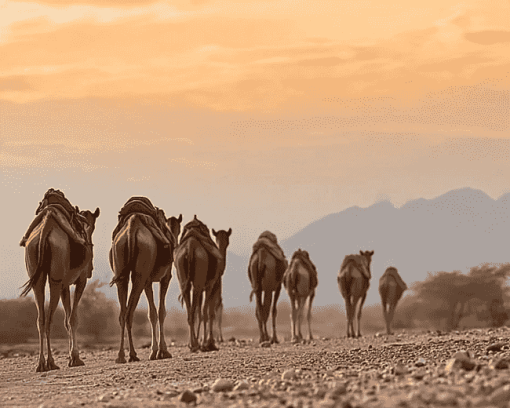 Ethiopian Camels Landscape Diamond Painting