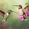 Flying Hummingbirds Pink Diamond Painting