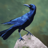 Grackle Delight Diamond Painting