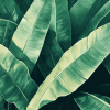 Green Banana Leaves Nature Diamond Painting