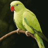 Green Parakeet Bird Diamond Painting