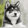 Grey Akita Puppy Diamond Painting