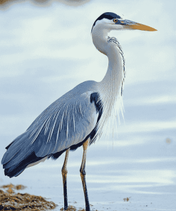 Grey Heron Birds Diamond Painting