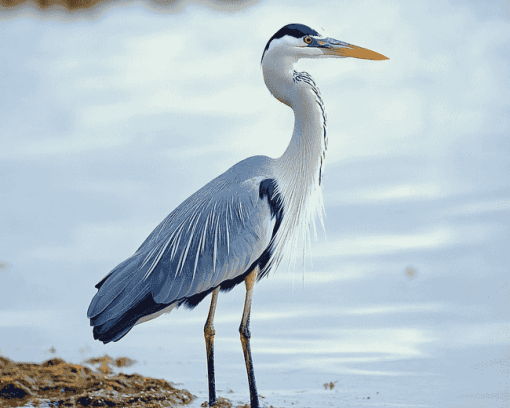 Grey Heron Birds Diamond Painting