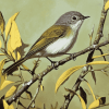 Grey Warbler Birds Diamond Painting