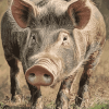 Grey Wild Hog Diamond Painting