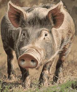 Grey Wild Hog Diamond Painting