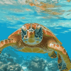 Hawaii Sea Turtle Diamond Painting