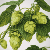 Humulus Lupulus Diamond Painting