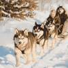 Husky Adventure Diamond Painting