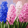 Hyacinth Blossom Diamond Painting