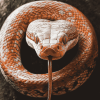 Hypomelanistic Corn Snake Diamond Painting