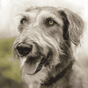 Irish Wolfhound Puppy Diamond Painting