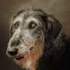 Irish Wolfhound Puppy Diamond Painting