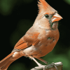 Juvenile Cardinals Birds Diamond Painting