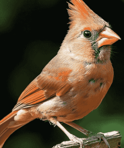 Juvenile Cardinals Birds Diamond Painting