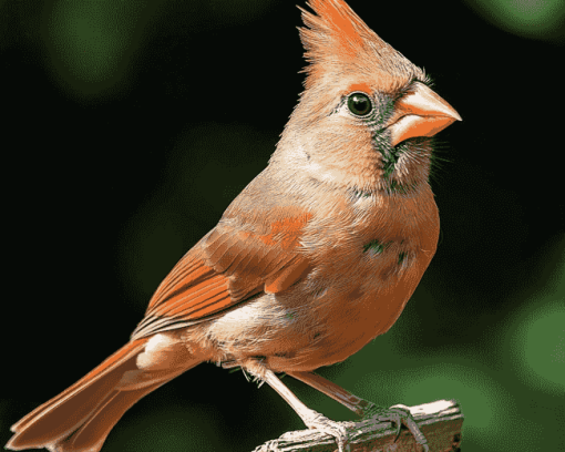 Juvenile Cardinals Birds Diamond Painting