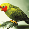 Kakariki Parrots Diamond Painting