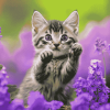 Kitten and Purple Flowers Diamond Painting