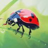 Ladybird Insect Bliss Diamond Painting