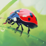 Ladybird Insect Bliss Diamond Painting