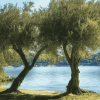 Lake and Olive Trees Diamond Painting