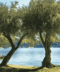 Lake and Olive Trees Diamond Painting