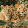 Lioness and Cubs Wildlife Diamond Painting