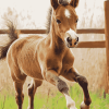 Little Foal Horse Diamond Painting