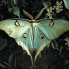 Luna Moth Butterfly Diamond Painting