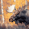 Majestic Moose Wildlife Diamond Painting