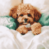 Maltipoo Puppy In Bed Diamond Painting